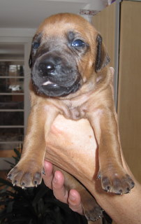 Rhodesian Ridgeback puppies 3 weeks old