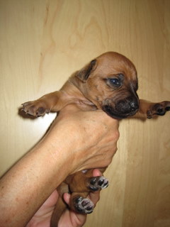 Rhodesian Ridgeback puppies 3 weeks old