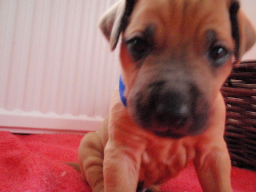 Rhodesian Ridgeback puppies 4 weeks old