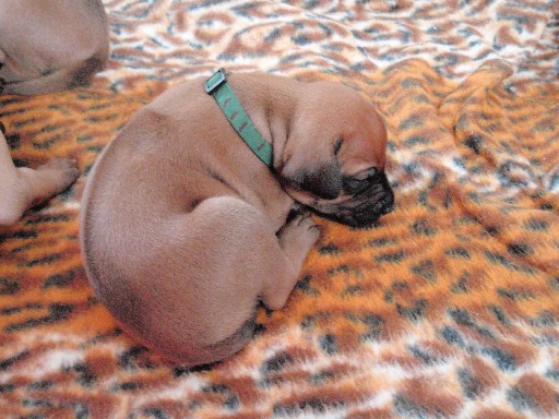 Rhodesian Ridgeback puppies 4 weeks old