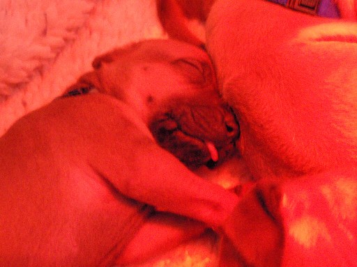 Rhodesian Ridgeback hvalpe 4 uger gamle