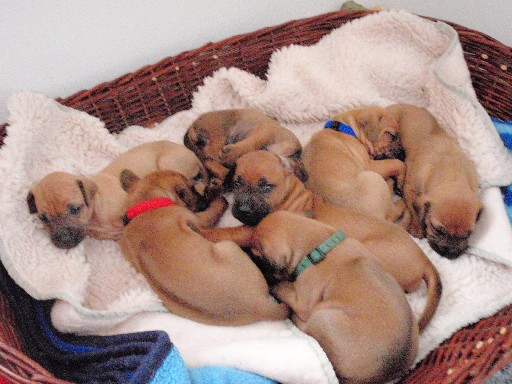 Rhodesian Ridgeback hvalpe 4 uger gamle