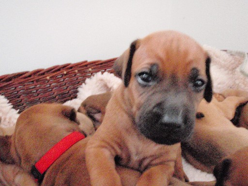 Rhodesian Ridgeback hvalpe 4 uger gamle