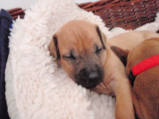 Rhodesian Ridgeback puppies 4 weeks old