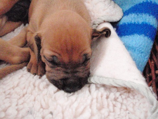 Rhodesian Ridgeback puppies 4 weeks old