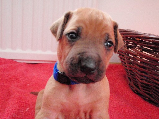 Rhodesian Ridgeback hvalpe 4 uger gamle