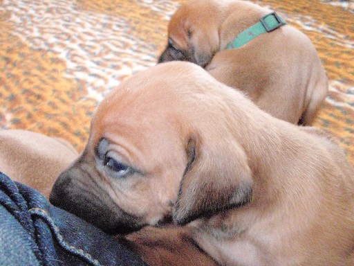 Rhodesian Ridgeback puppies 4 weeks old