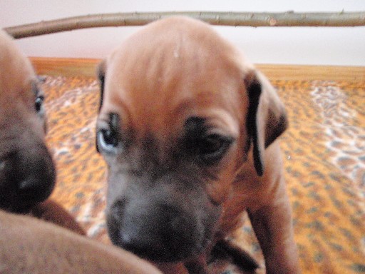 Rhodesian Ridgeback puppies 4 weeks old