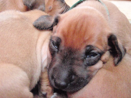 Rhodesian Ridgeback puppies 4 weeks old