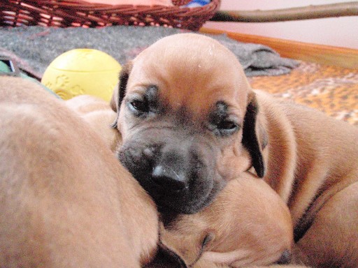 Rhodesian Ridgeback puppies 4 weeks old