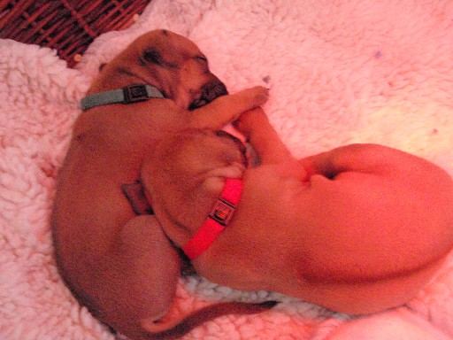 Rhodesian Ridgeback puppies 4 weeks old