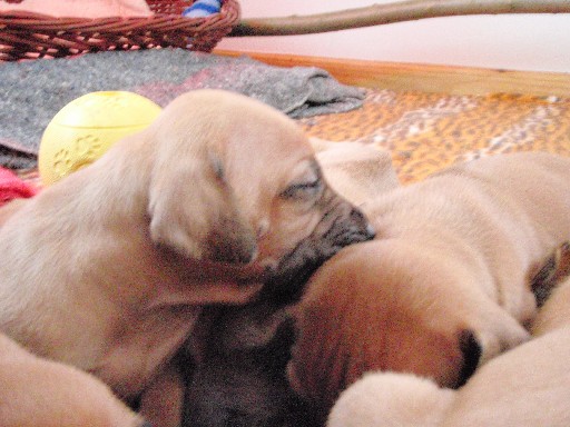 Rhodesian Ridgeback puppies 4 weeks old