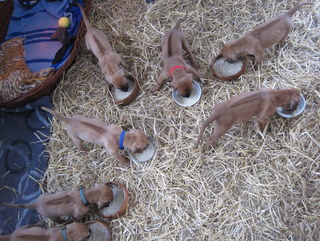 Rhodesian Ridgeback puppies 5 weeks old