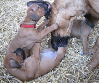 Rhodesian Ridgeback hvalpe 5 uger gamle