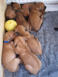 Rhodesian Ridgeback puppies 5 weeks old