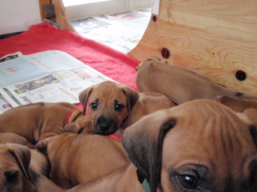 Rhodesian Ridgeback hvalpe 6 uger gamle