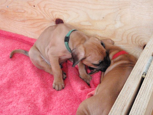 Rhodesian Ridgeback hvalpe 6 uger gamle