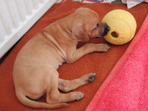 Rhodesian Ridgeback hvalpe 6 uger gamle