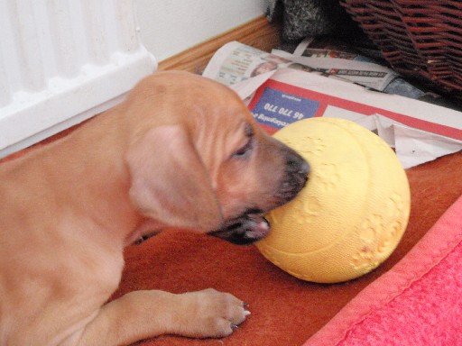 Rhodesian Ridgeback puppies 6 weeks old