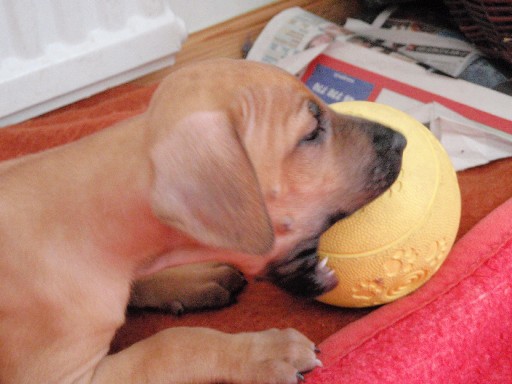 Rhodesian Ridgeback puppies 6 weeks old