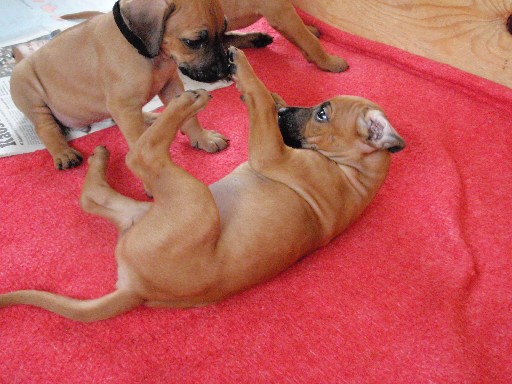 Rhodesian Ridgeback puppies 6 weeks old