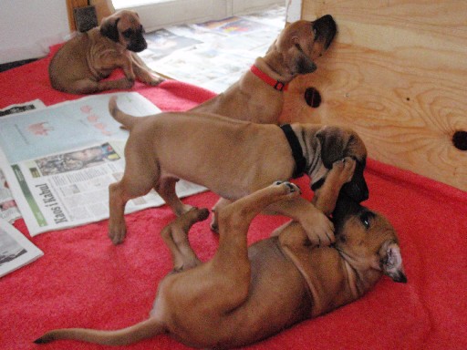 Rhodesian Ridgeback hvalpe 6 uger gamle