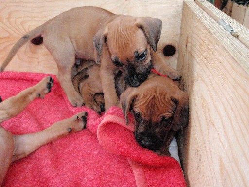 Rhodesian Ridgeback hvalpe 6 uger gamle