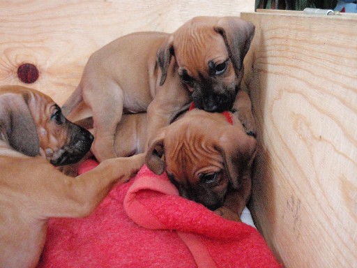 Rhodesian Ridgeback hvalpe 6 uger gamle