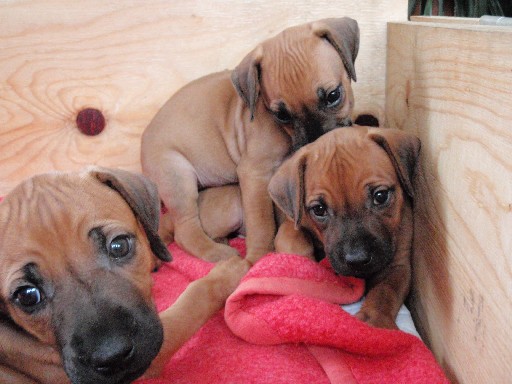 Rhodesian Ridgeback puppies 6 weeks old