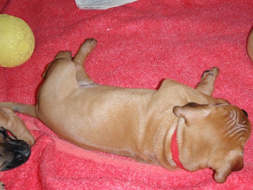 Rhodesian Ridgeback puppies 6 weeks old