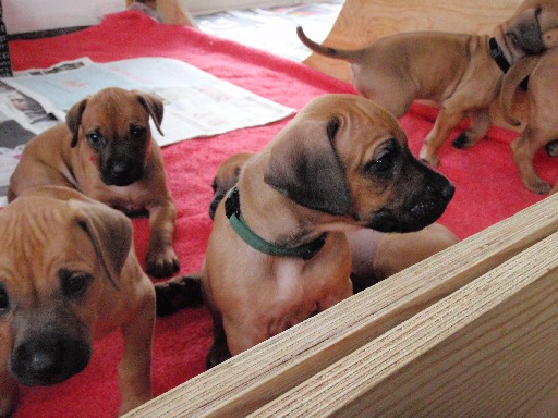 Rhodesian Ridgeback hvalpe 6 uger gamle