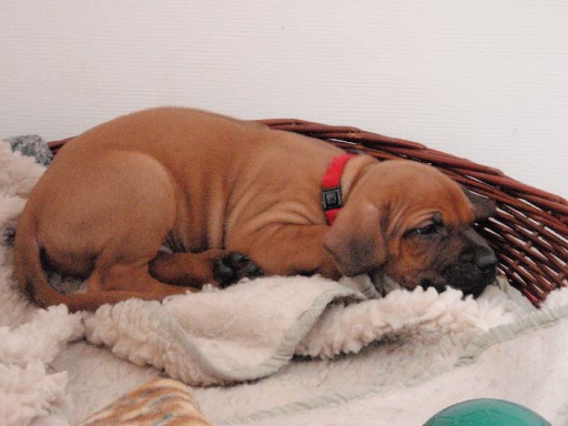 Rhodesian Ridgeback puppies 6 weeks old