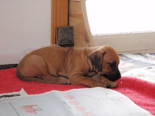 Rhodesian Ridgeback puppies 6 weeks old