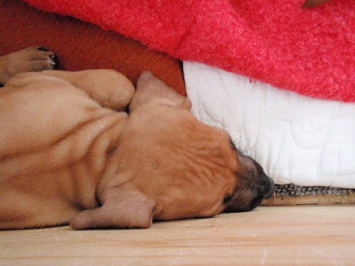 Rhodesian Ridgeback puppies 6 weeks old