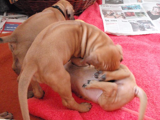 Rhodesian Ridgeback puppies 6 weeks old