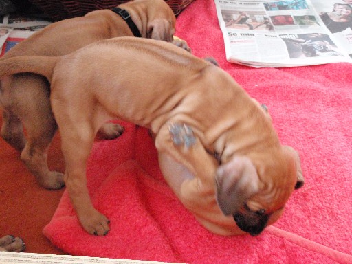 Rhodesian Ridgeback puppies 6 weeks old