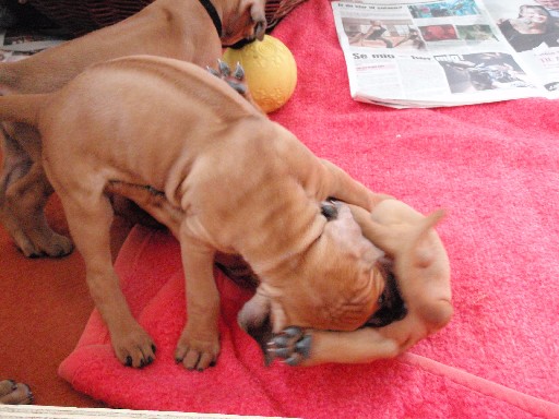 Rhodesian Ridgeback hvalpe 6 uger gamle