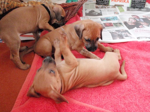 Rhodesian Ridgeback puppies 6 weeks old