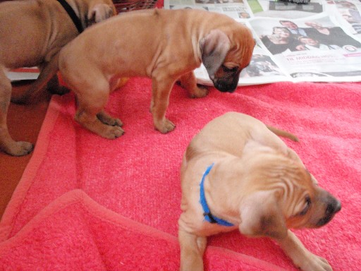 Rhodesian Ridgeback puppies 6 weeks old