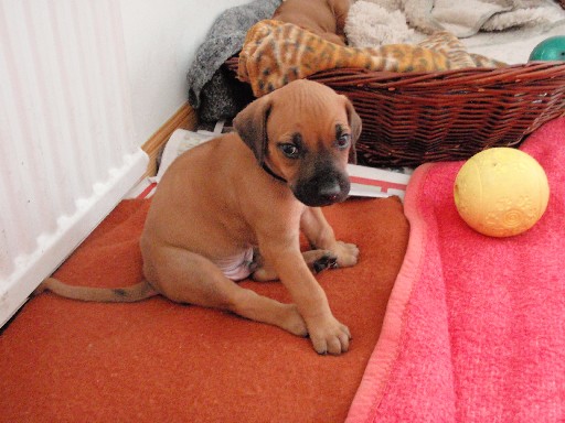 Rhodesian Ridgeback hvalpe 6 uger gamle