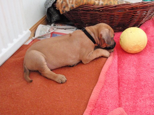 Rhodesian Ridgeback puppies 6 weeks old