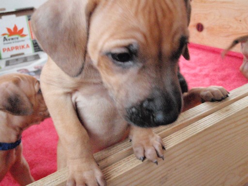 Rhodesian Ridgeback hvalpe 6 uger gamle