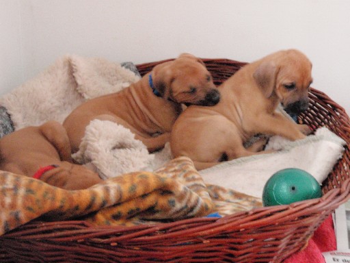 Rhodesian Ridgeback puppies 6 weeks old