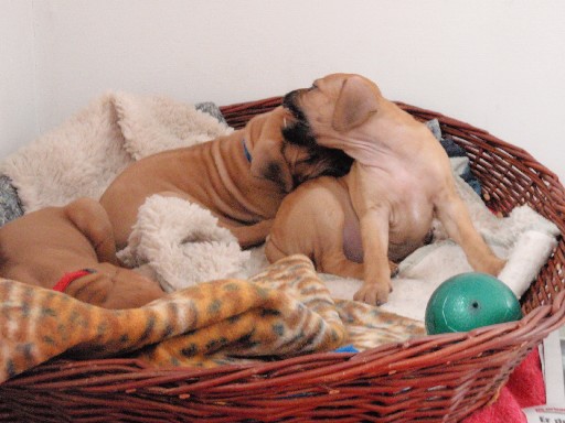 Rhodesian Ridgeback puppies 6 weeks old