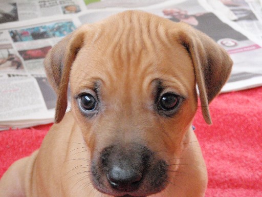 Rhodesian Ridgeback puppies 6 weeks old