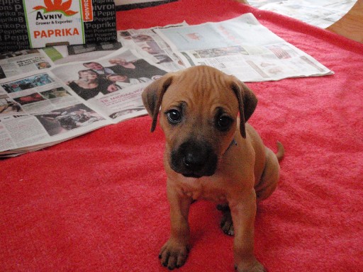 Rhodesian Ridgeback hvalpe 6 uger gamle