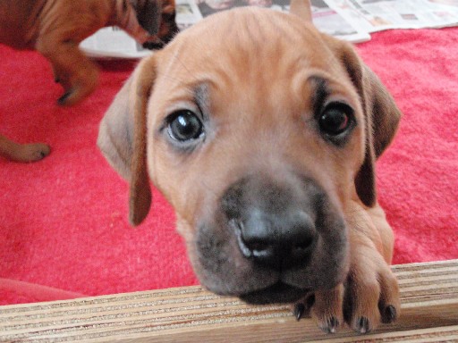 Rhodesian Ridgeback puppies 6 weeks old