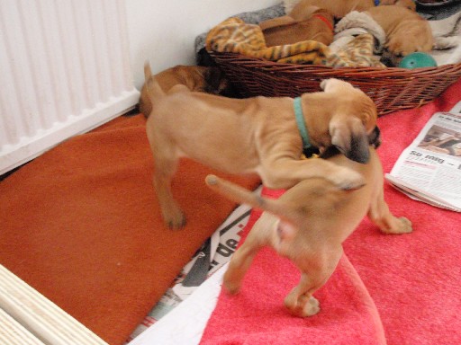 Rhodesian Ridgeback hvalpe 6 uger gamle