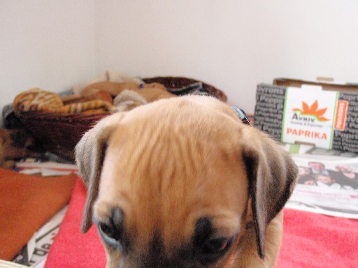 Rhodesian Ridgeback puppies 6 weeks old