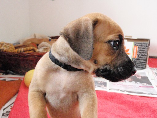 Rhodesian Ridgeback puppies 6 weeks old